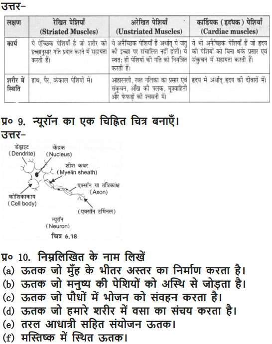 NCERT Solutions for Class 9 Science Chapter 6 Tissues Hindi Medium 7