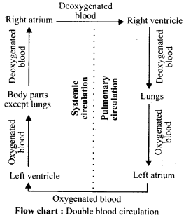 NCERT Solutions For Class 11 Biology Body Fluids and Circulation Q6