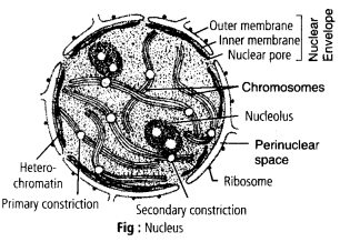 NCERT Solutions For Class 11 Biology Cell The Unit of Life Q13