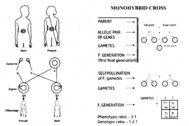 NCERT Solutions for Class 10 Science Chapter 9 Heredity and Evolution Mind Map 1