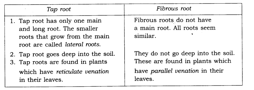 NCERT Solutions for Class 6 Science Chapter 7 Getting to Know Plants SAQ Q24