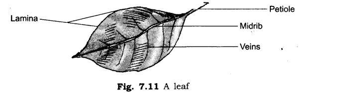 NCERT Solutions for Class 6 Science Chapter 7 Getting to Know Plants SAQ Q9