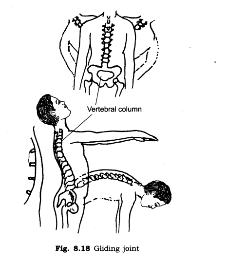 NCERT Solutions for Class 6 Science Chapter 8 Body Movements LAQ Q1.3