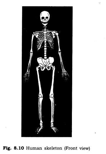 NCERT Solutions for Class 6 Science Chapter 8 Body Movements SAQ Q2