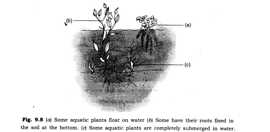 NCERT Solutions for Class 6 Science Chapter 9 The Living Organisms and Their Surroundings SAQ Q11
