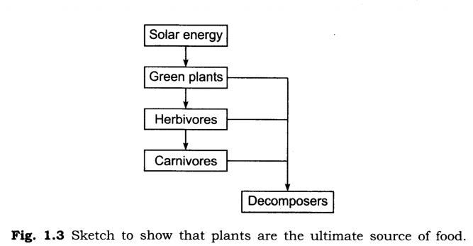 NCERT Solutions for Class 7 Science Chapter 1 Nutrition in Plants