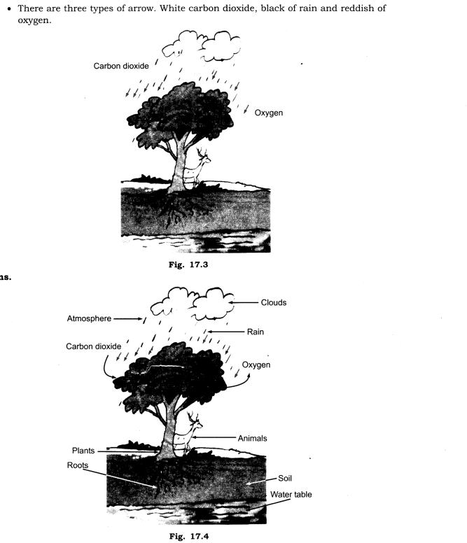 NCERT Solutions for Class 7 Science Chapter 17 Forests Our Lifeline Q10