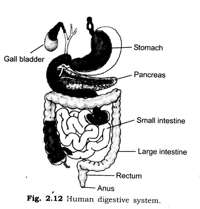 NCERT Solutions for Class 7 Science Chapter 2 Nutrition in Animals Q12.1