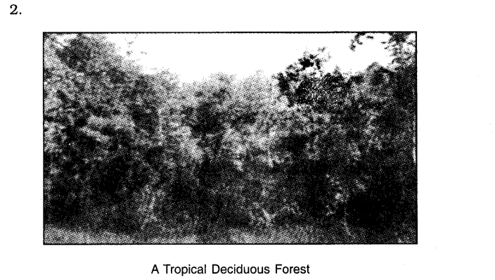NCERT Solutions For Class 7 Geography Social Science Chapter 6 Natural Vegetation and Wildlife Q5.1