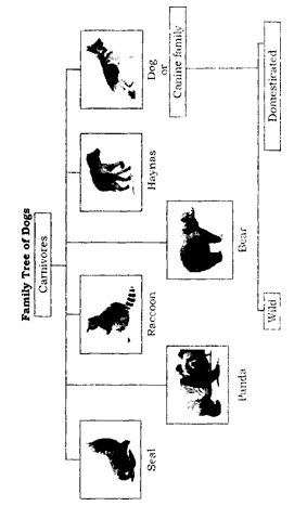 NCERT Solutions for Class 6 English Chapter 2 How the Dog Found Himself Working with Language 6