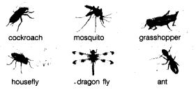 NCERT Solutions for Class 7th English Chapter 7 The Invention of Vita Wonk Q1