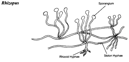 NCERT Solutions for Class 8 Science Chapter 2 Microorganisms Friend and Foe 2 Marks Q9