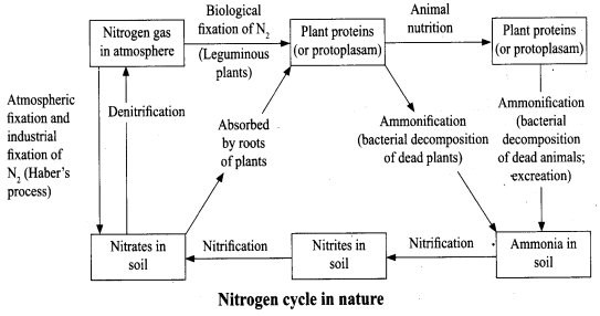 NCERT Solutions for Class 8 Science Chapter 2 Microorganisms Friend and Foe 5 Marks Q1