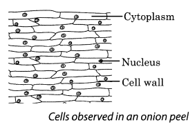 NCERT Solutions for Class 8 Science Chapter 8 Cell Structure and Functions Activity 3