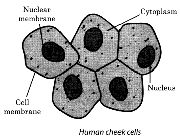 NCERT Solutions for Class 8 Science Chapter 8 Cell Structure and Functions Activity 4