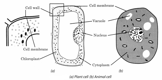 NCERT Solutions for Class 8 Science Chapter 8 Cell Structure and Functions Q5