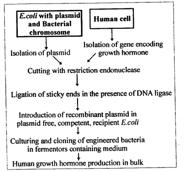 NCERT Solutions For Class 12 Biology Biotechnology and its Applications Q6