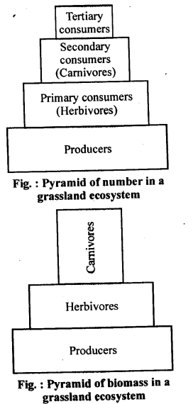 NCERT Solutions For Class 12 Biology Ecosystem Q8