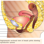 NCERT Solutions For Class 12 Biology Human Reproduction 1
