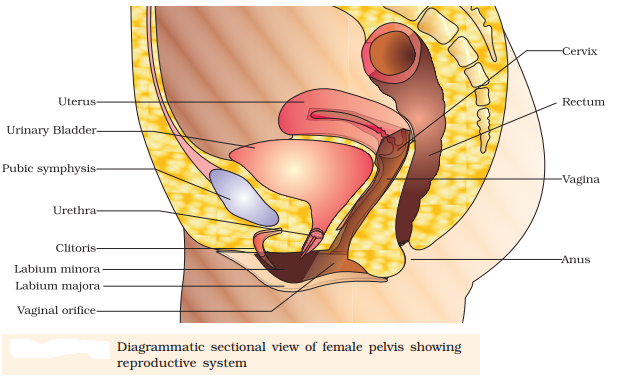 NCERT Solutions For Class 12 Biology Human Reproduction 1