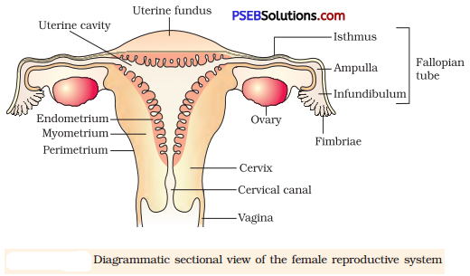 NCERT Solutions For Class 12 Biology Human Reproduction 2