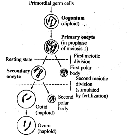 NCERT Solutions For Class 12 Biology Human Reproduction Q12