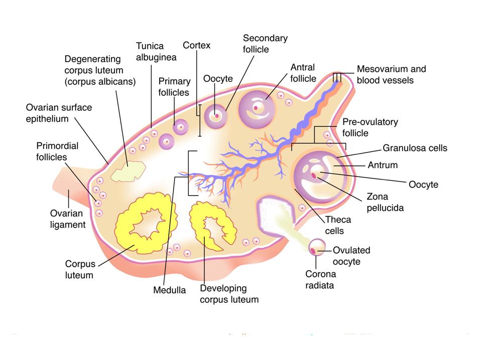 NCERT Solutions For Class 12 Biology Human Reproduction Q13
