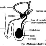 NCERT Solutions For Class 12 Biology Human Reproduction Q2