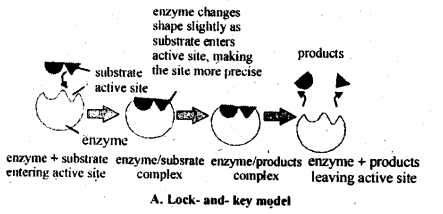 NCERT Solutions For Class 12 Chemistry Chapter 5 Surface Chemistry Exercises Q13