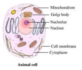 Lakhmir Singh Science Class 8 Solutions Chapter 8 Cell Structure and Functions 3