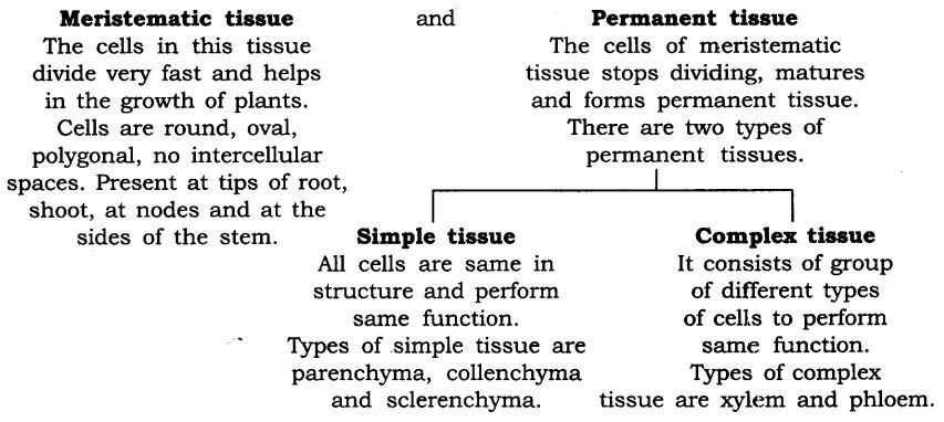 NCERT Solutions For Class 9 Science Chapter 6 Tissues NCERT Solutions For Class 9 Science Chapter 6 Tissues