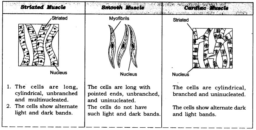 NCERT Solutions For Class 9 Science Chapter 6 Tissues SAQ Q20