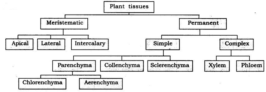 NCERT Solutions For Class 9 Science Chapter 6 Tissues