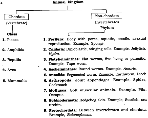 NCERT Solutions for Class 9 Science Chapter 7 Diversity in Living Organisms LAQ Q8