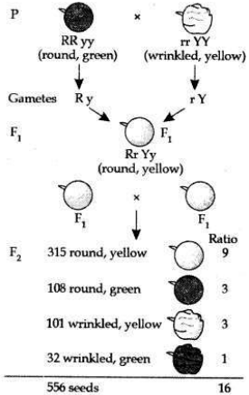 Solved CBSE Sample Papers for Class 10 Science Set 6 1.9
