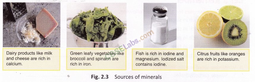 Components of Food Class 6 Notes Science Chapter 2 img-12