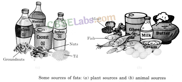 Components of Food Class 6 Notes Science Chapter 2 img-2