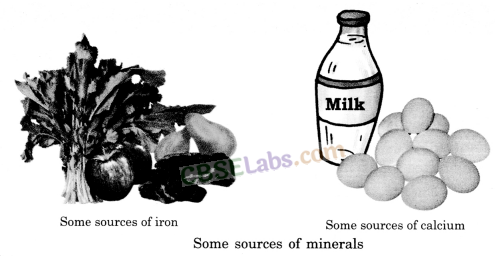 Components of Food Class 6 Notes Science Chapter 2 img-6