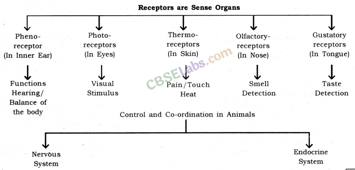 Control and Coordination Class 10 Notes Science Chapter 7 - Learn CBSE