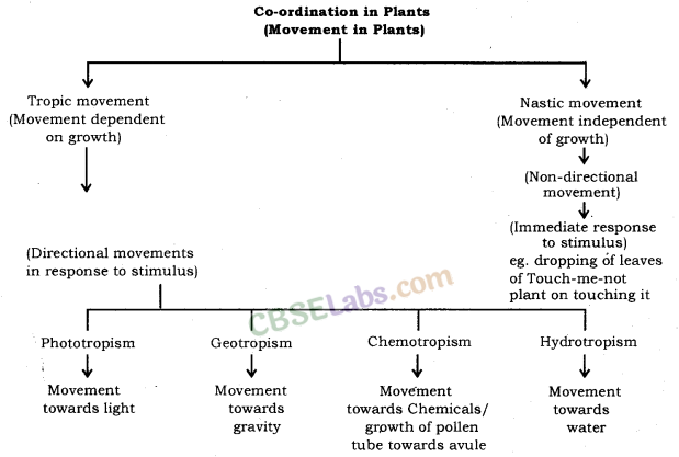 Control and Coordination Class 10 Notes Science Chapter 7 img-10