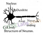 Control and Coordination Class 10 Notes Science Chapter 7 img-2