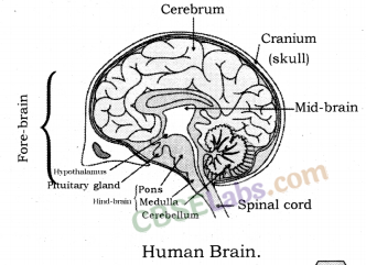 Control and Coordination Class 10 Notes Science Chapter 7 img-4