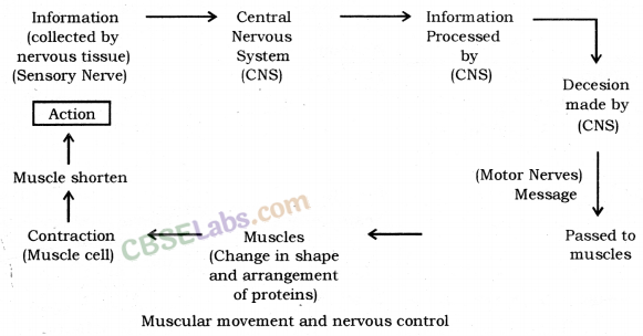 Control and Coordination Class 10 Notes Science Chapter 7 - Learn CBSE