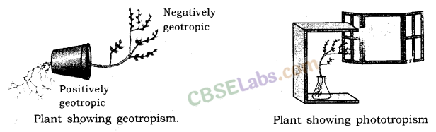 Control and Coordination Class 10 Notes Science Chapter 7 img-9