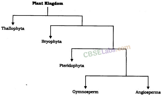 Diversity in Living Organisms Class 9 Notes Science Chapter 7 - Learn CBSE