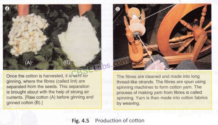 Fibre to Fabric Class 6 Notes Science Chapter 3 img-9