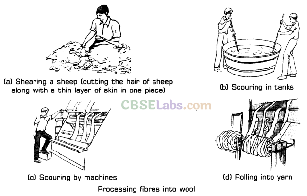 Fibre to Fabric Class 7 Notes Science Chapter 3 - Learn CBSE