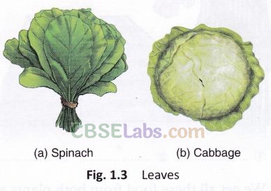 Food Where Does It Come From Class 6 Notes Science Chapter 1 img-5