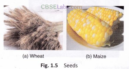 Food Where Does It Come From Class 6 Notes Science Chapter 1 img-7