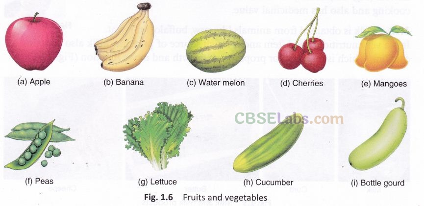 Food Where Does It Come From Class 6 Notes Science Chapter 1 img-8